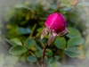 DSCN2285 - (c) K Eutebach.jpg
